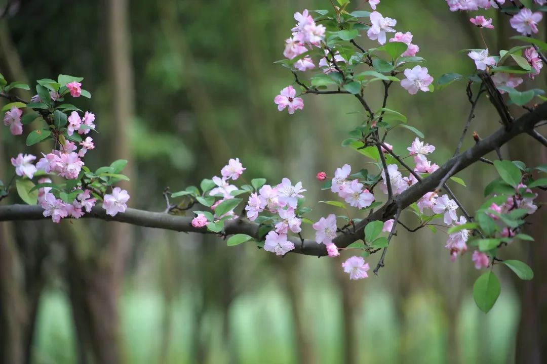 2020春季赏花指南，中国春色，满血复活