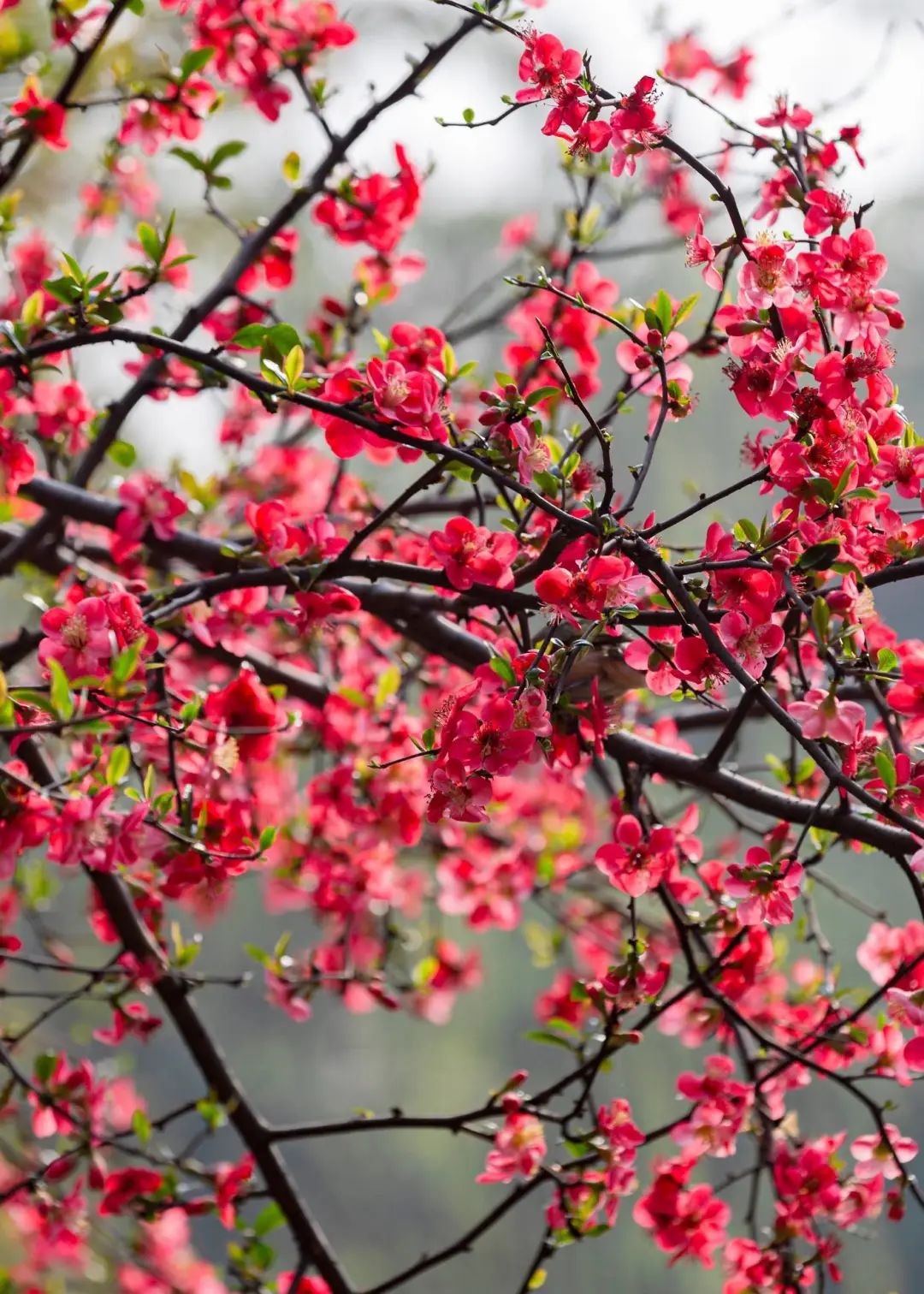 2020春季赏花指南，中国春色，满血复活