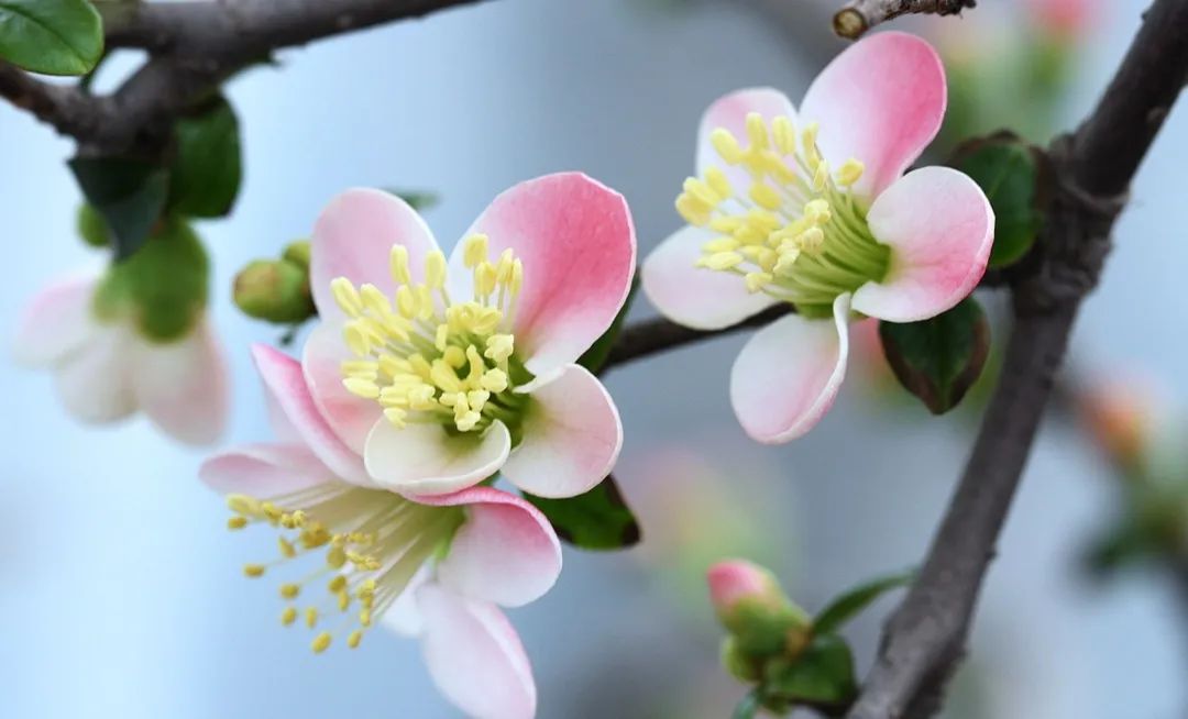 2020春季赏花指南，中国春色，满血复活