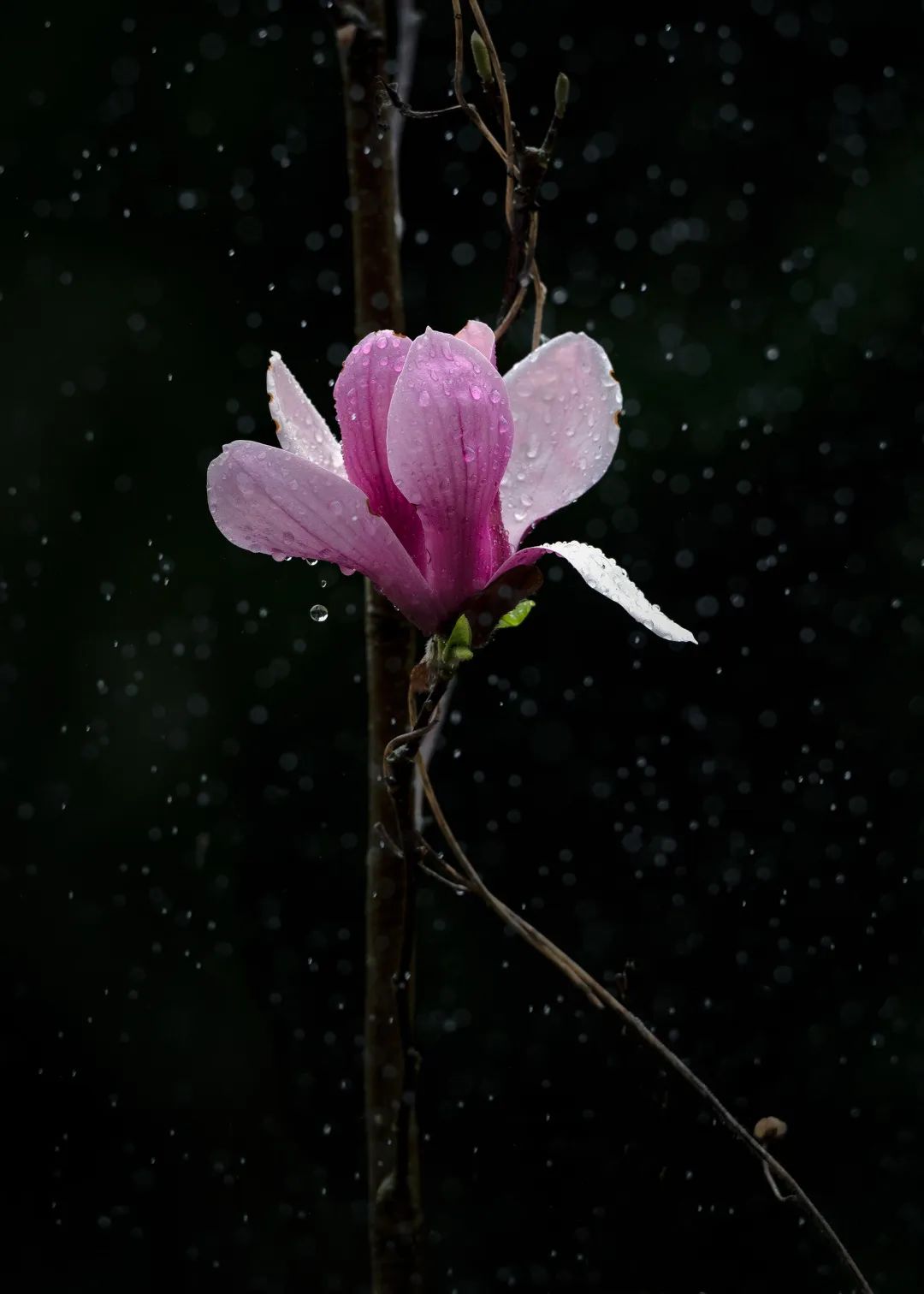 2020春季赏花指南，中国春色，满血复活