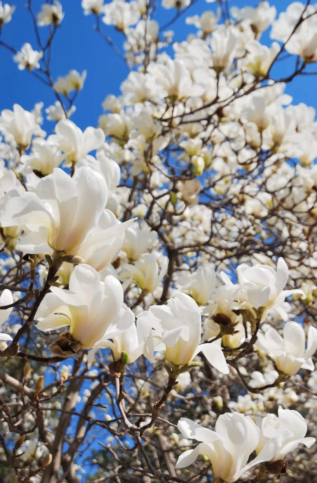 2020春季赏花指南，中国春色，满血复活