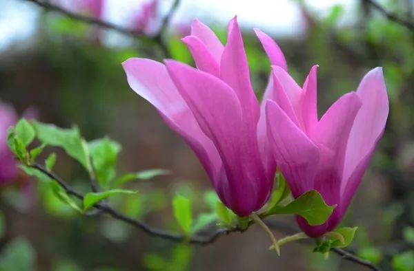 2020春季赏花指南，中国春色，满血复活