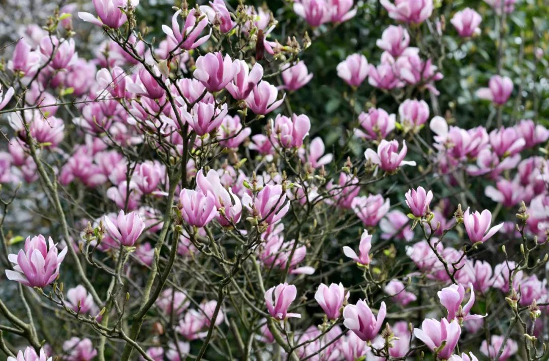 2020春季赏花指南，中国春色，满血复活