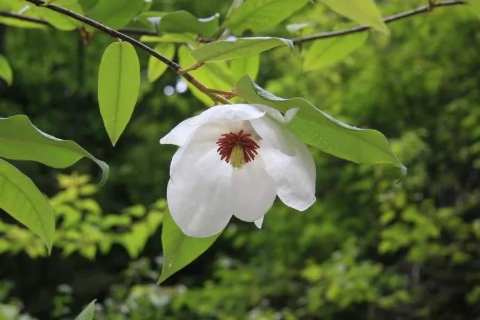 2020春季赏花指南，中国春色，满血复活