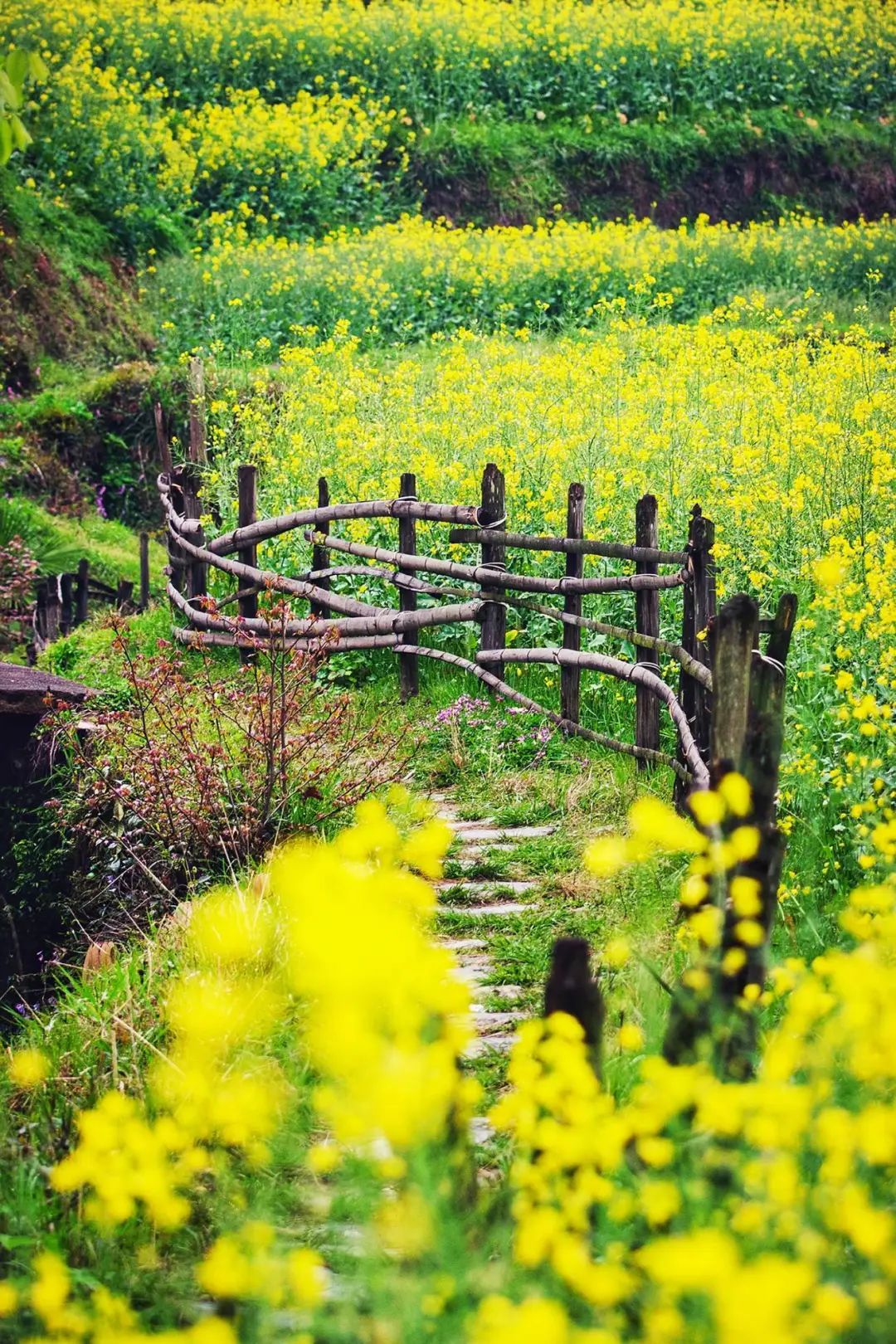 2020春季赏花指南，中国春色，满血复活