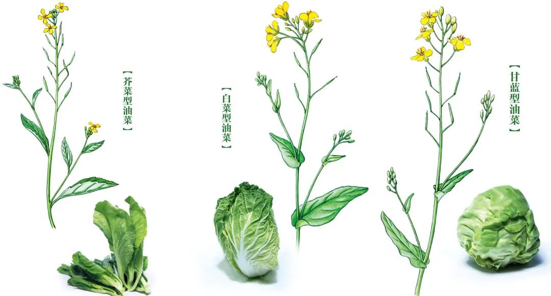 2020春季赏花指南，中国春色，满血复活