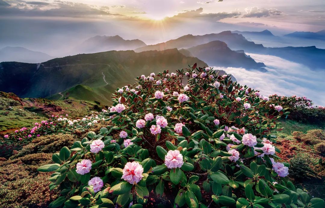 2020春季赏花指南，中国春色，满血复活