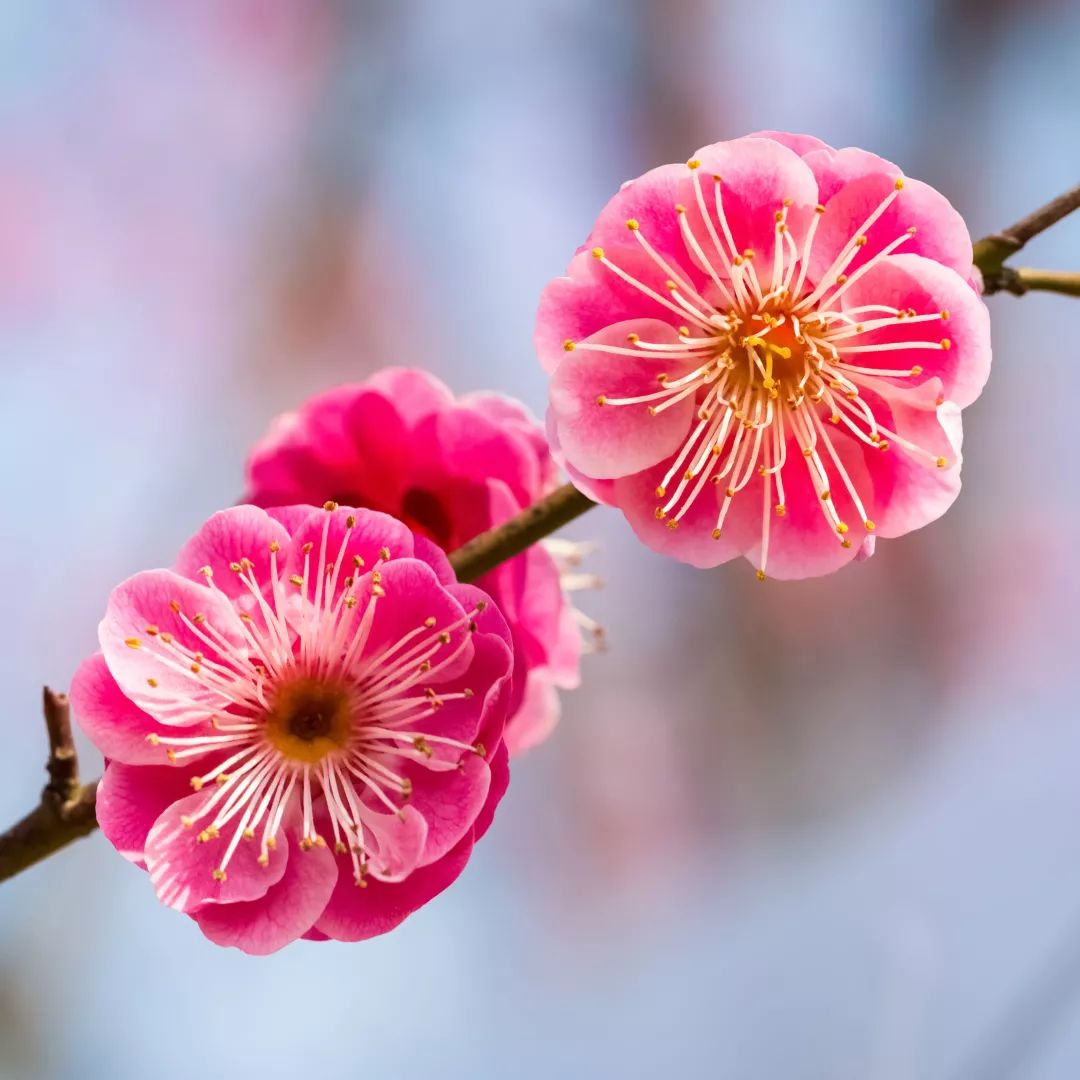 2020春季赏花指南，中国春色，满血复活