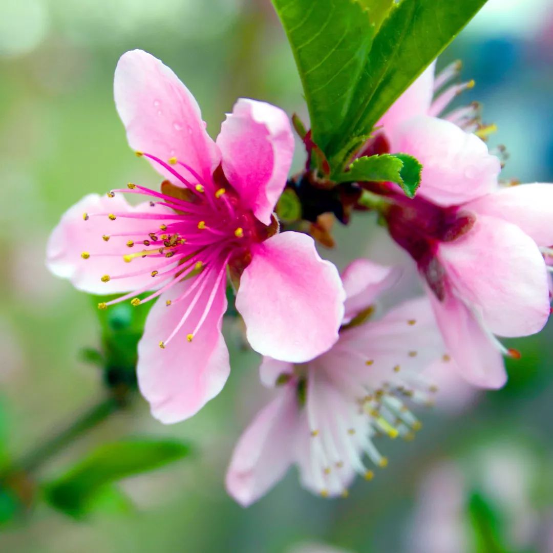 2020春季赏花指南，中国春色，满血复活