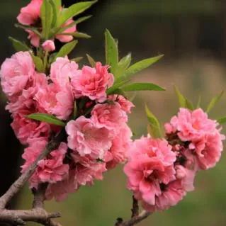 2020春季赏花指南，中国春色，满血复活