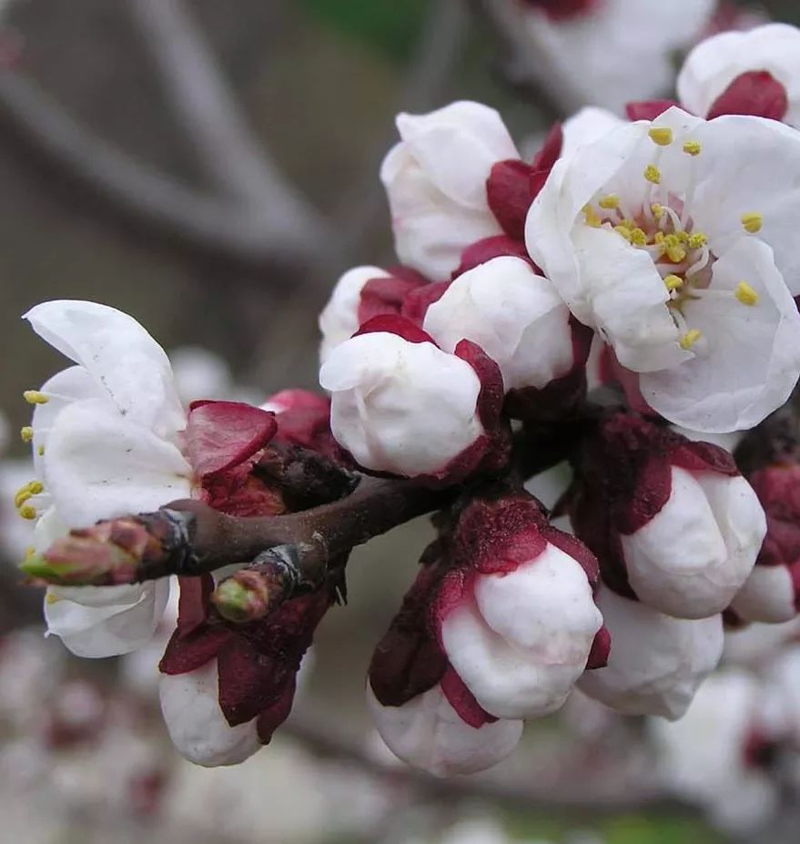 2020春季赏花指南，中国春色，满血复活