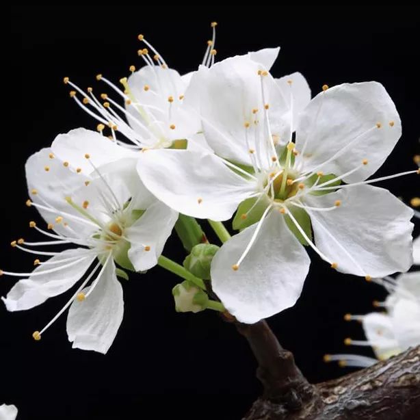 2020春季赏花指南，中国春色，满血复活