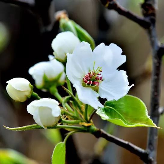 2020春季赏花指南，中国春色，满血复活