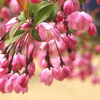 2020春季赏花指南，中国春色，满血复活