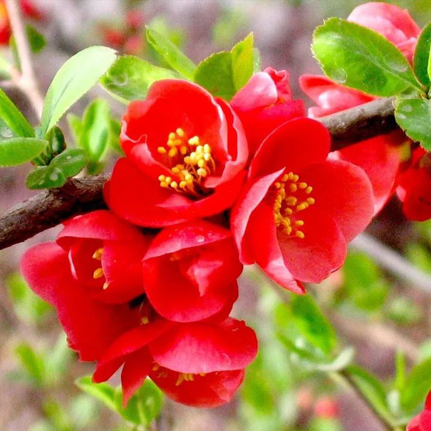 2020春季赏花指南，中国春色，满血复活