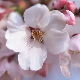 2020春季赏花指南，中国春色，满血复活