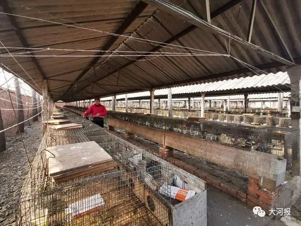 近千只水貂一夜死亡！河南养殖户欲哭无泪！鸭架是“元凶”？