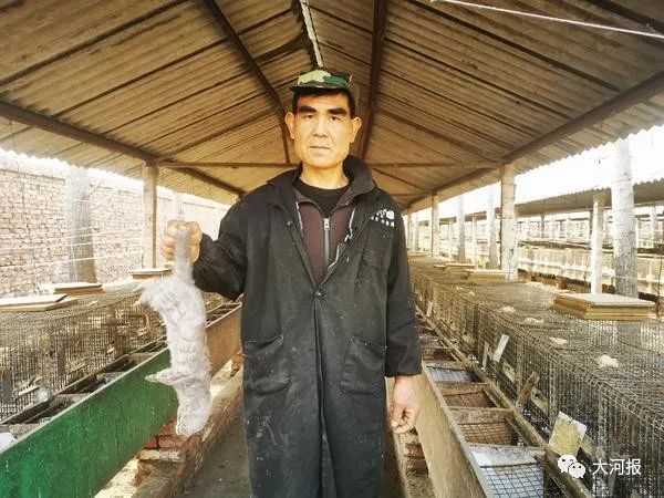 近千只水貂一夜死亡！河南养殖户欲哭无泪！鸭架是“元凶”？