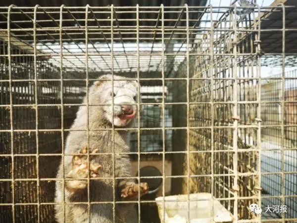 近千只水貂一夜死亡！河南养殖户欲哭无泪！鸭架是“元凶”？