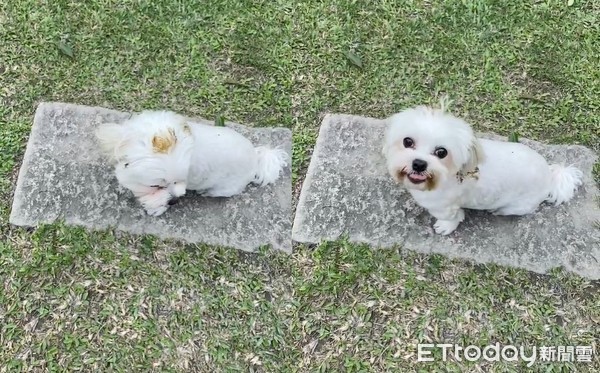 玛尔济斯沾到屎还灿笑　妈崩溃了