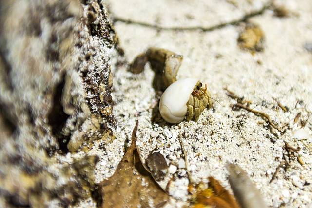 小狮妹骑摩托车,小狮妹最新视频