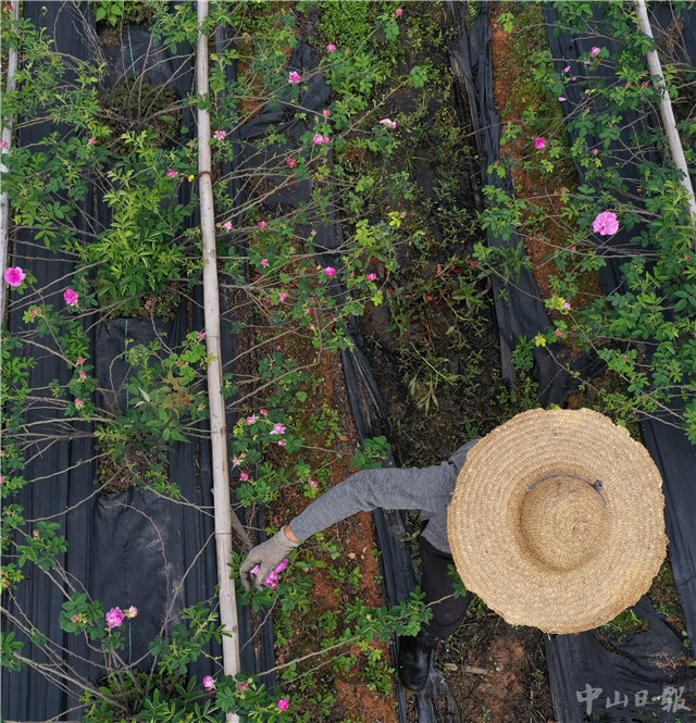 时令的味道,时令的味道完整版