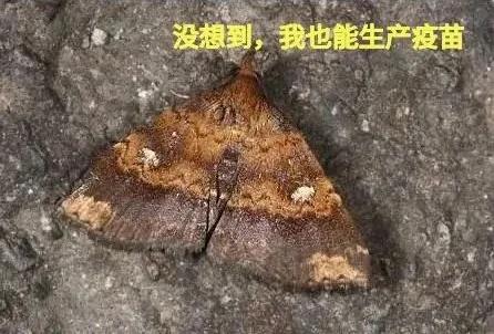 2019冠病口服疫苗，大吃一斤你敢么？陶医生敢