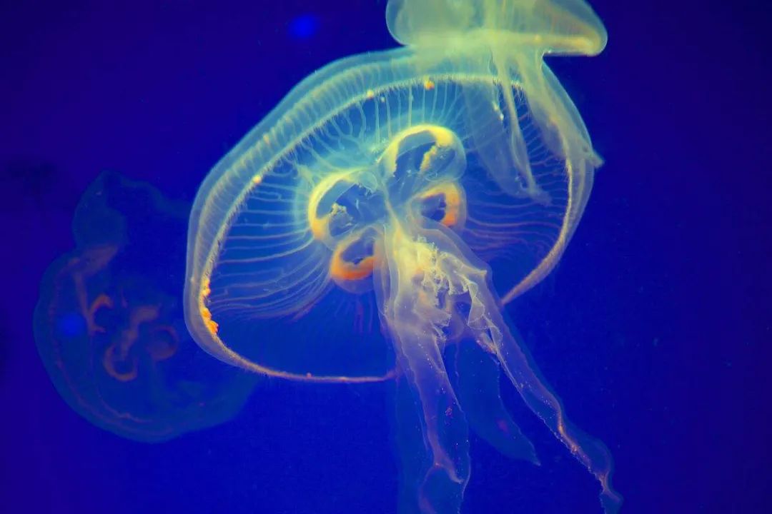 高中生物植物激素知识点总结归纳,高中生物选修三知识点总结归纳