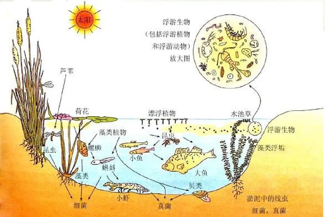 高中生物植物激素知识点总结归纳,高中生物选修三知识点总结归纳