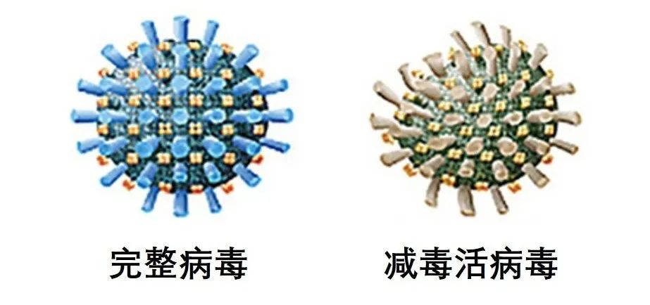 来，让我们认真地聊聊新冠疫苗