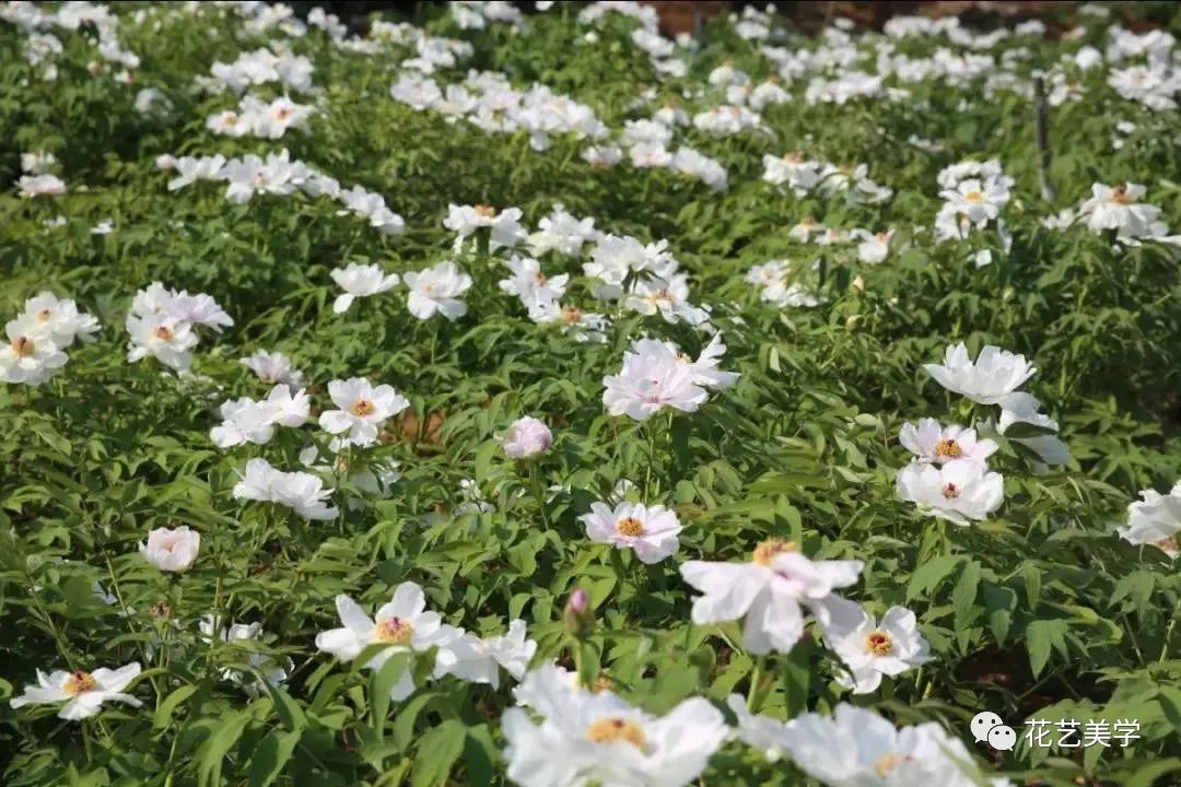 油牡丹有哪些颜色,春季油牡丹图片