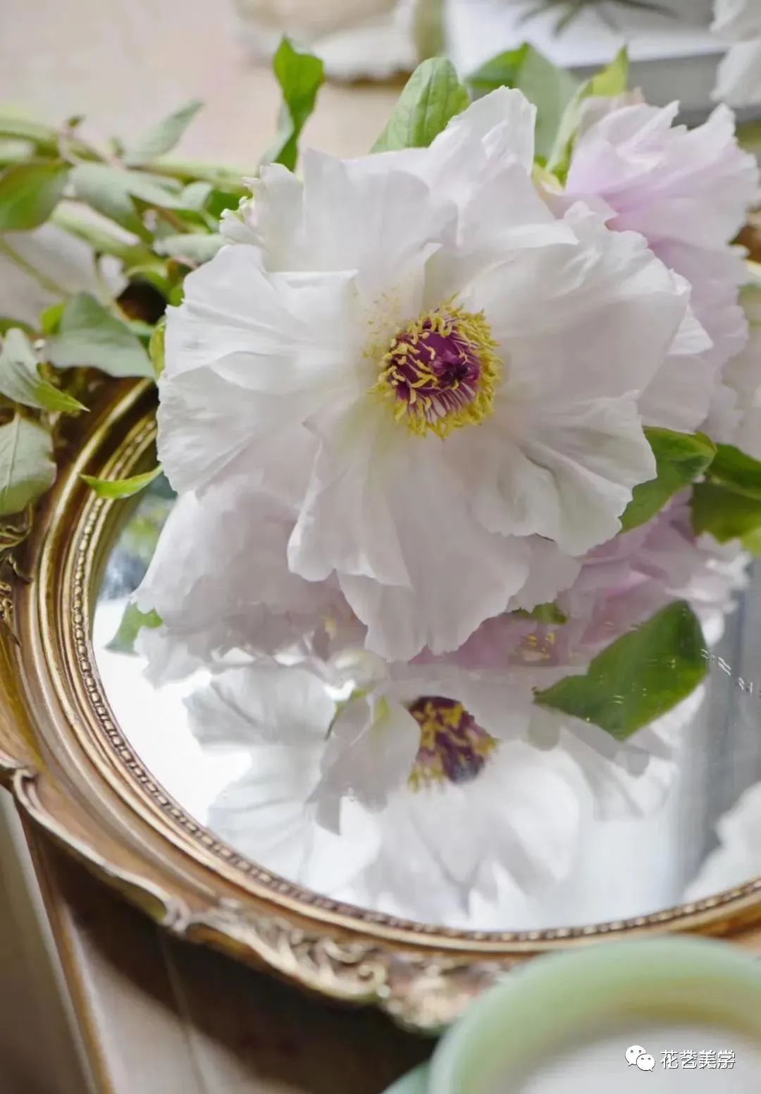 油牡丹有哪些颜色,春季油牡丹图片