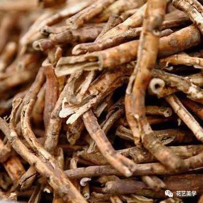 油牡丹有哪些颜色,春季油牡丹图片