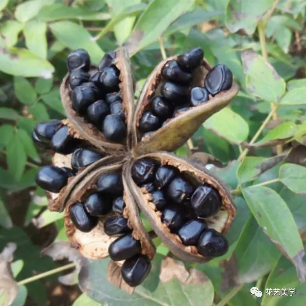 油牡丹有哪些颜色,春季油牡丹图片