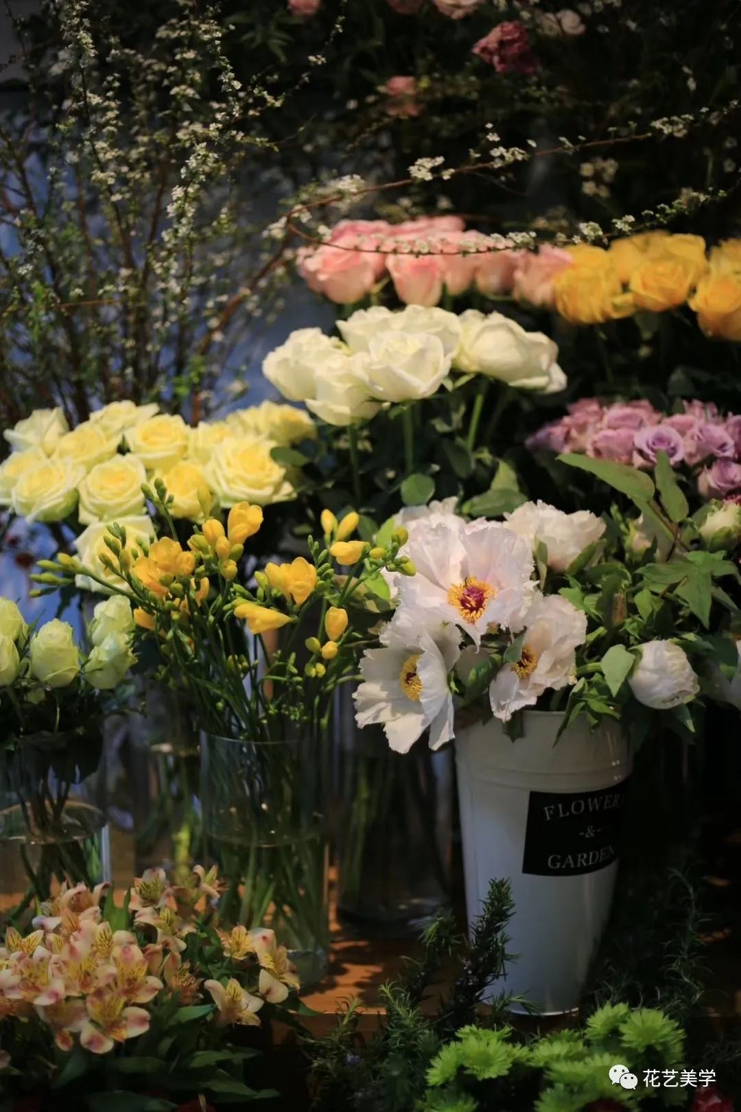 油牡丹有哪些颜色,春季油牡丹图片