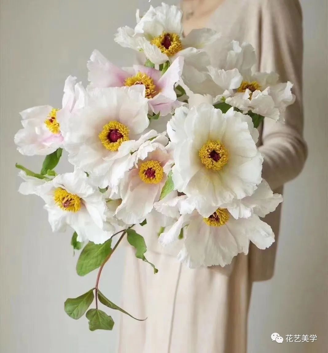 油牡丹有哪些颜色,春季油牡丹图片