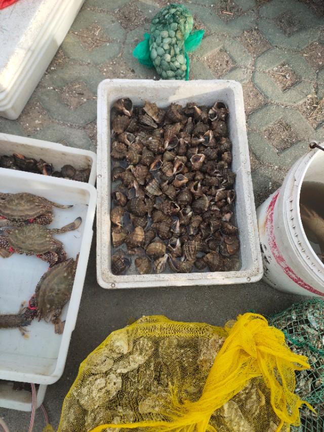 青岛海泊桥海鲜市场梭子蟹,青岛团岛海鲜市场螃蟹价格