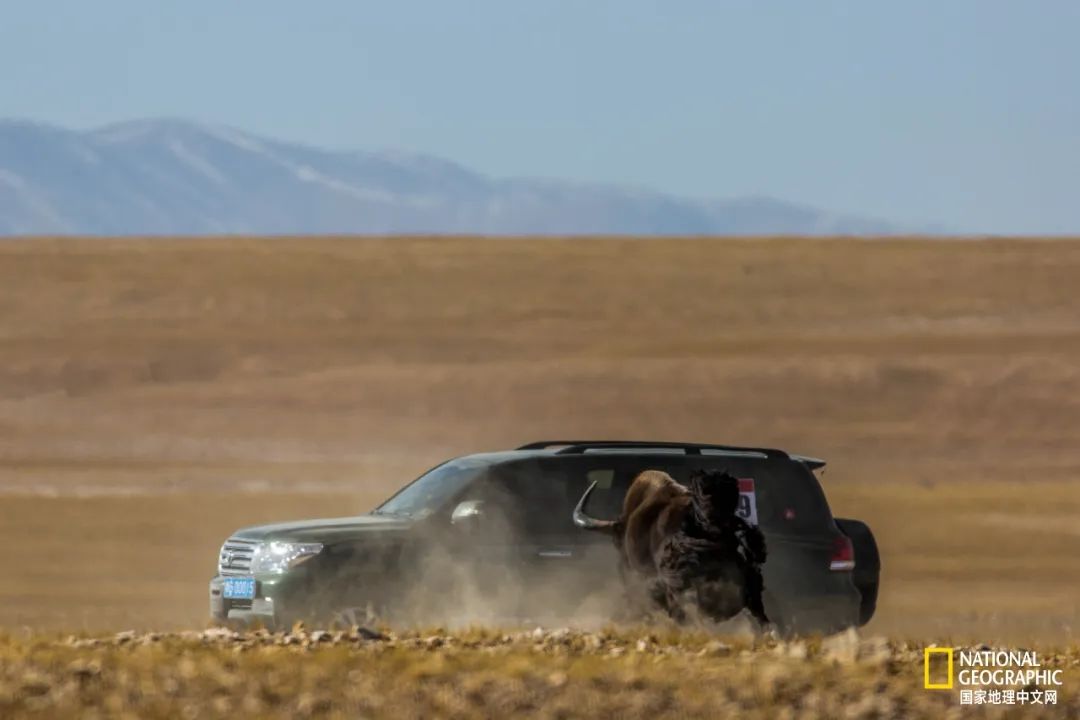 可可西里爱而不得,不要盲目向往可可西里