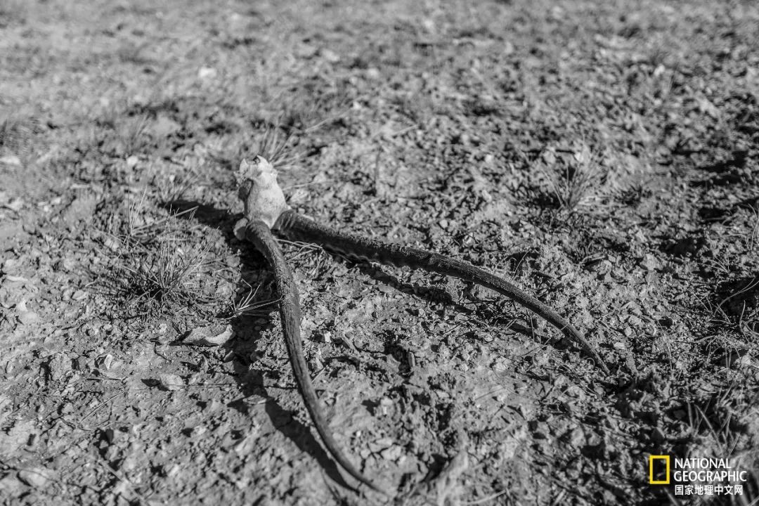 可可西里爱而不得,不要盲目向往可可西里