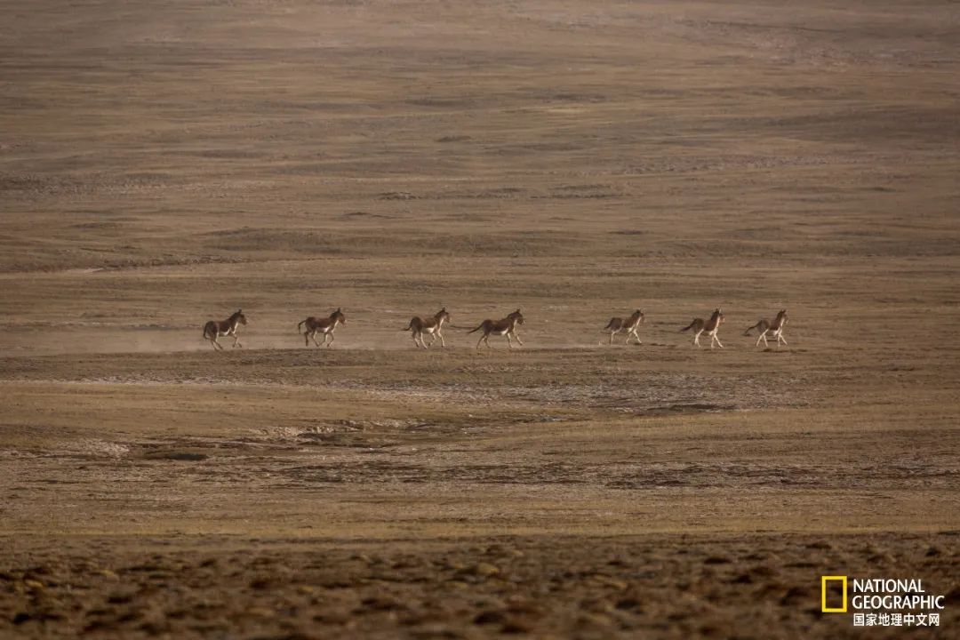 可可西里爱而不得,不要盲目向往可可西里