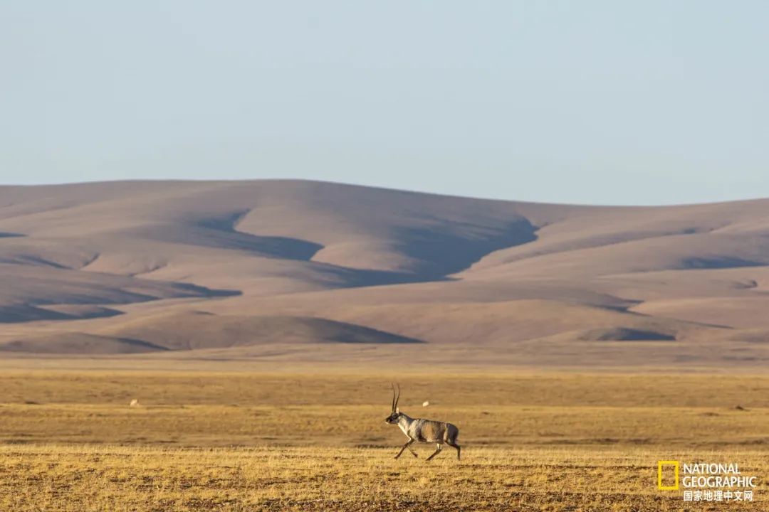 可可西里爱而不得,不要盲目向往可可西里
