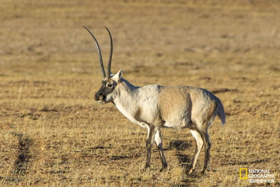 可可西里爱而不得,不要盲目向往可可西里