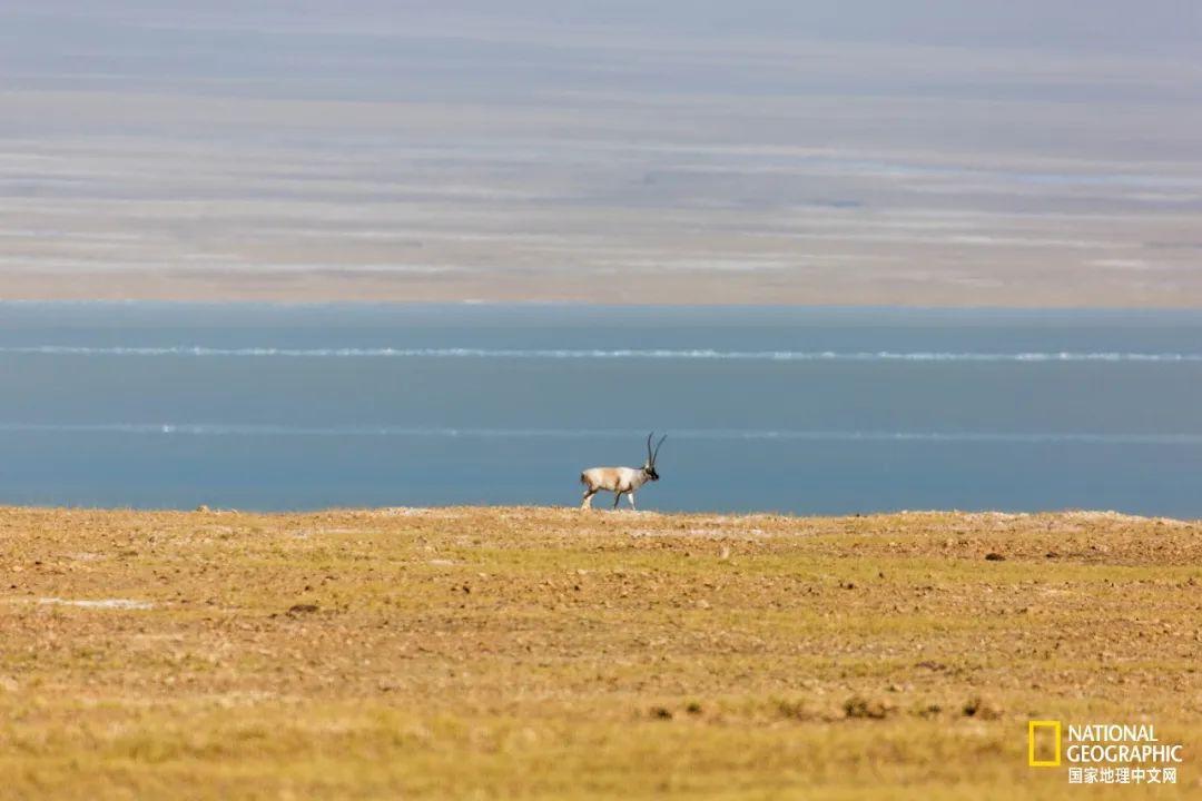 可可西里爱而不得,不要盲目向往可可西里
