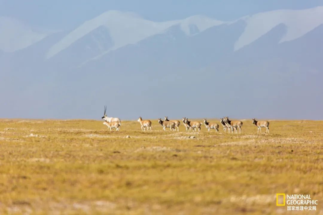 可可西里爱而不得,不要盲目向往可可西里