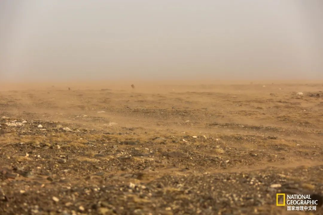 可可西里爱而不得,不要盲目向往可可西里