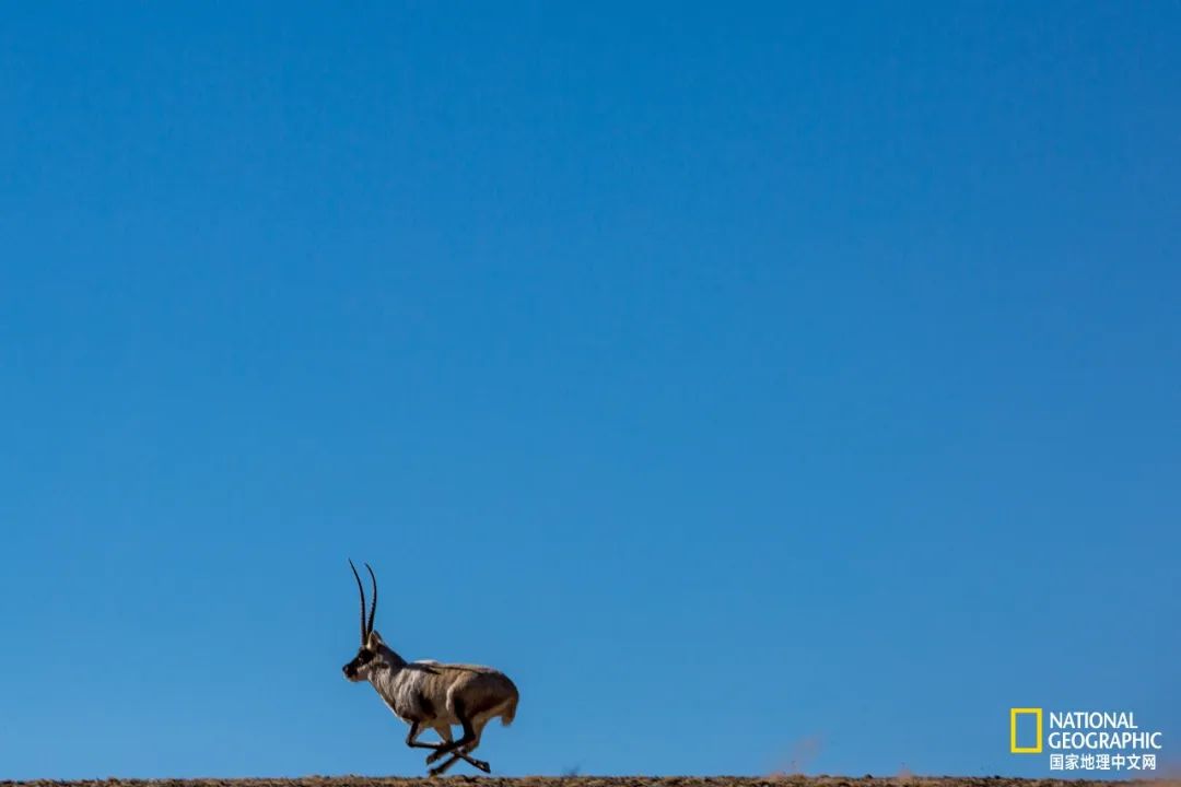 可可西里爱而不得,不要盲目向往可可西里
