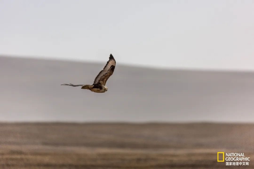 可可西里爱而不得,不要盲目向往可可西里
