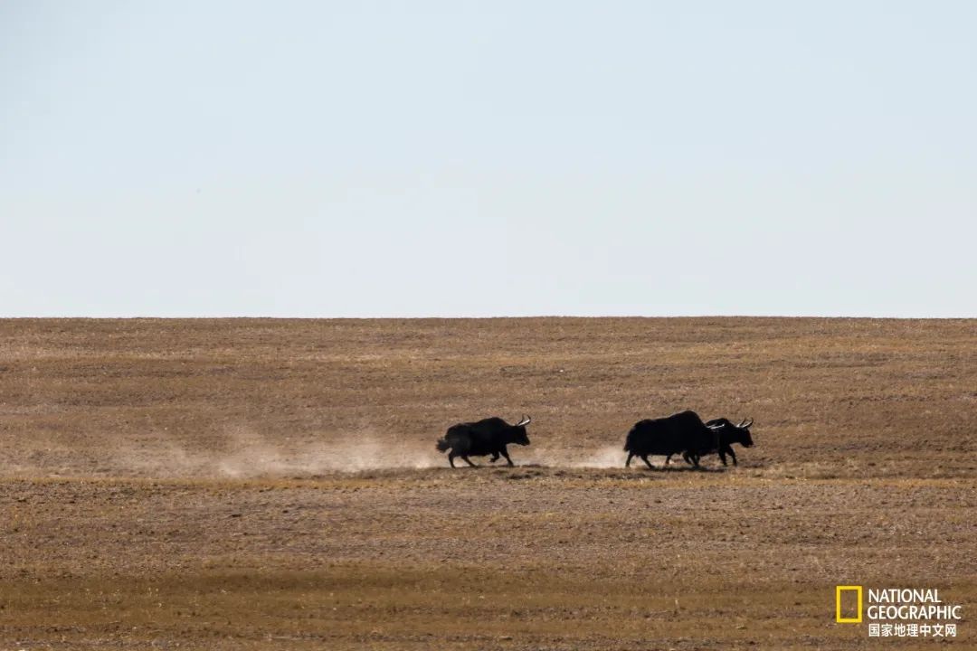 可可西里爱而不得,不要盲目向往可可西里