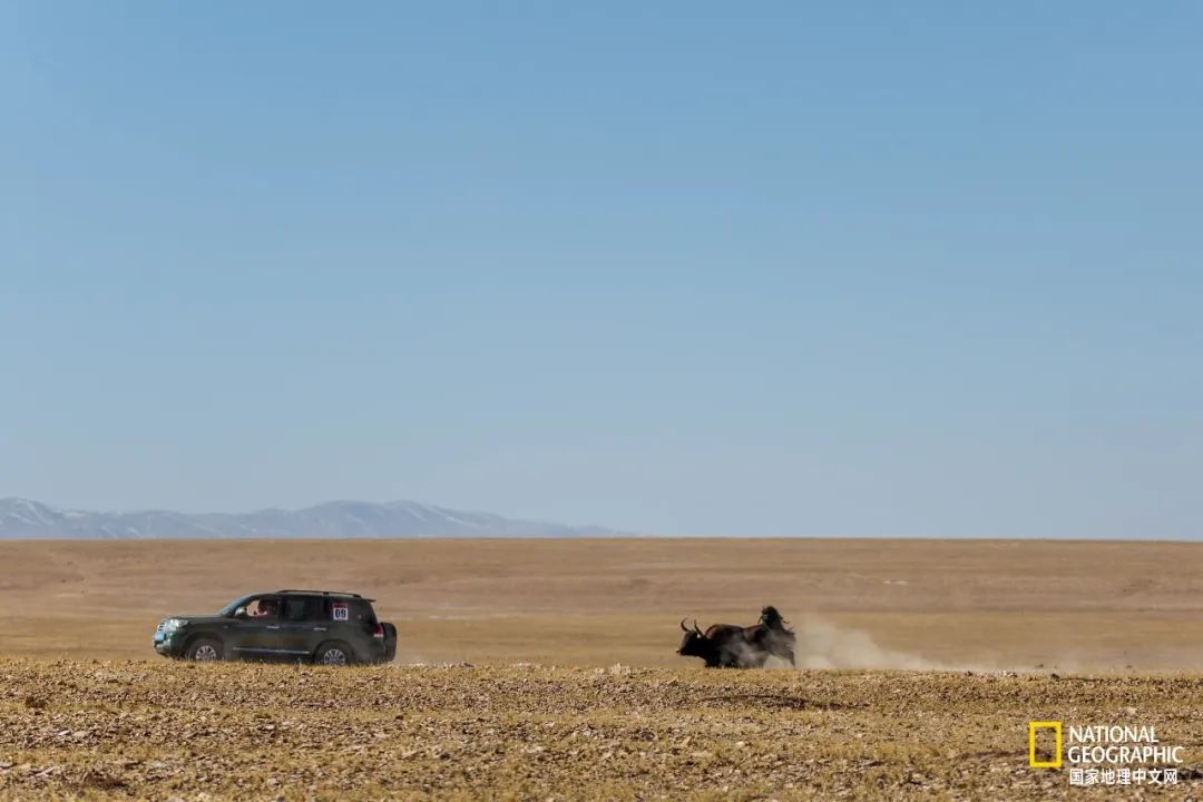 可可西里爱而不得,不要盲目向往可可西里