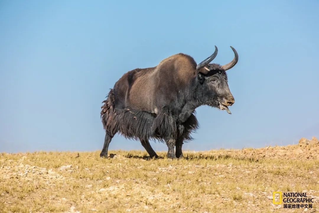 可可西里爱而不得,不要盲目向往可可西里